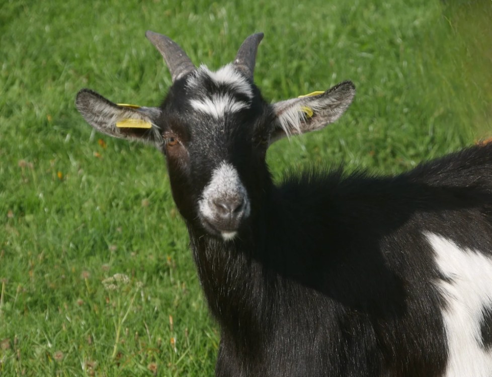 À l'adoption : Uchimura