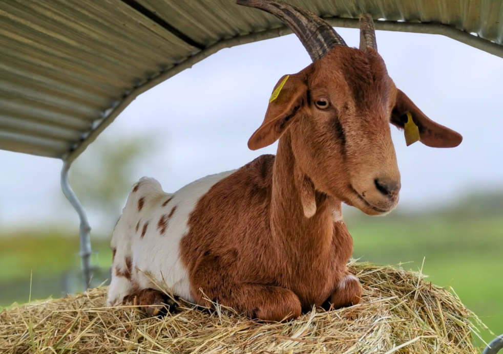 À l'adoption : Halladay