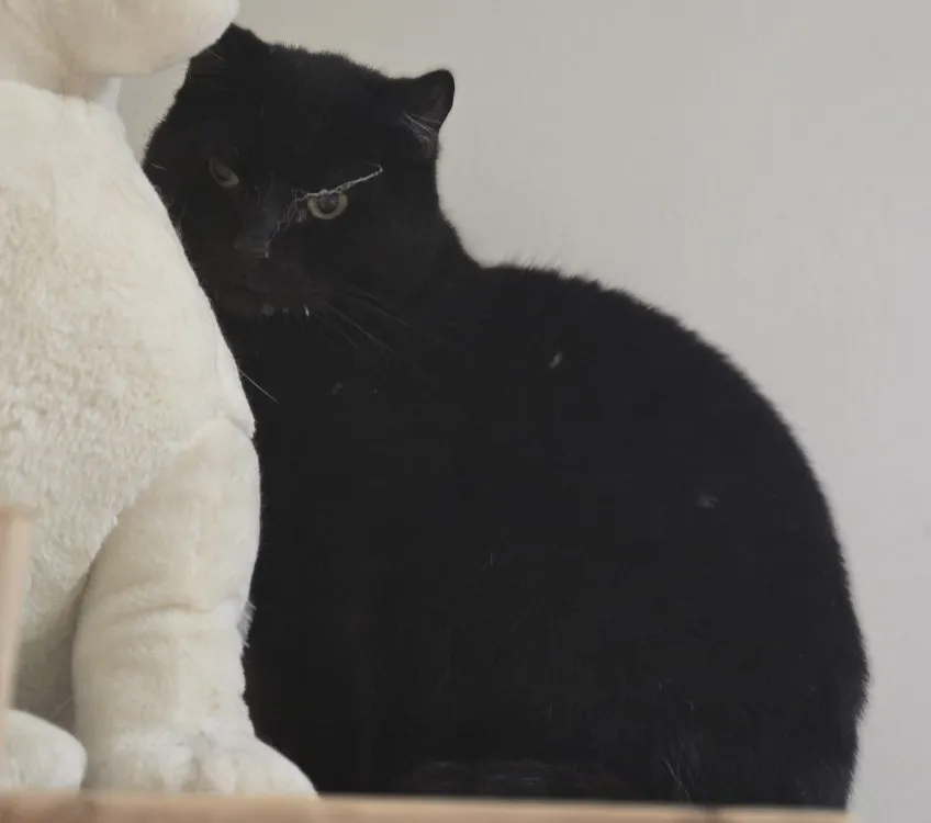 À l'adoption : Blacky