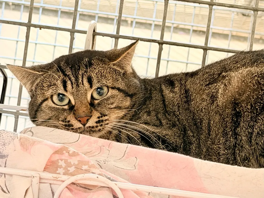 À l'adoption : Momichat