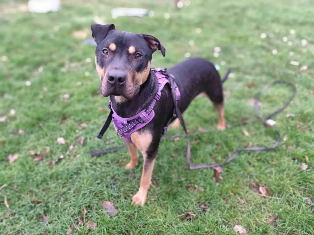 À l'adoption : Gator Dit Atlas Vaa