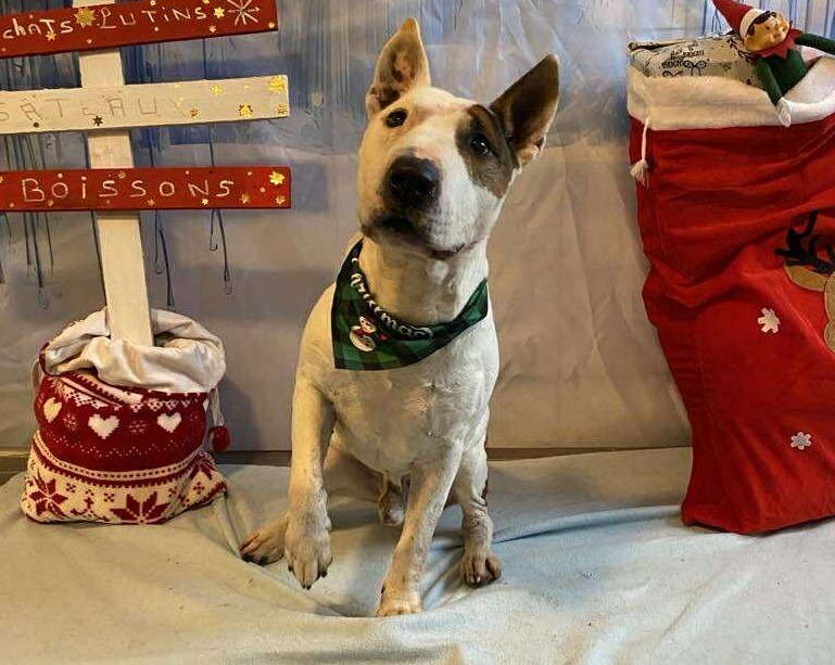 À l'adoption : Rondoudou