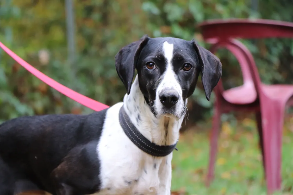 À l'adoption : Rita