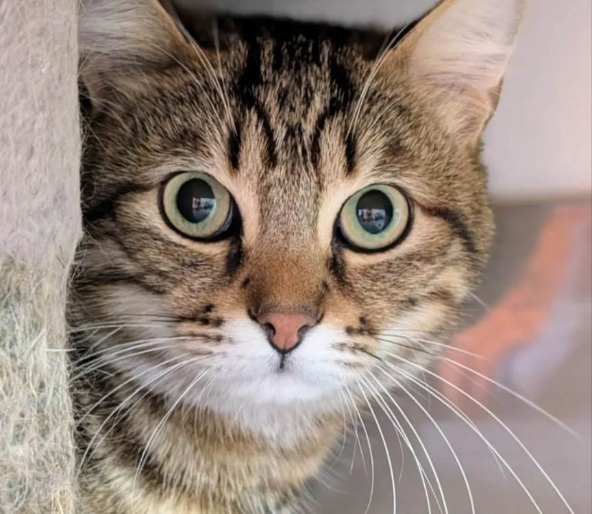 À l'adoption : Mexico