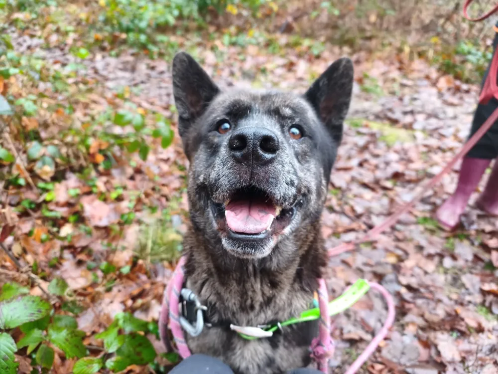 À l'adoption : Pablo