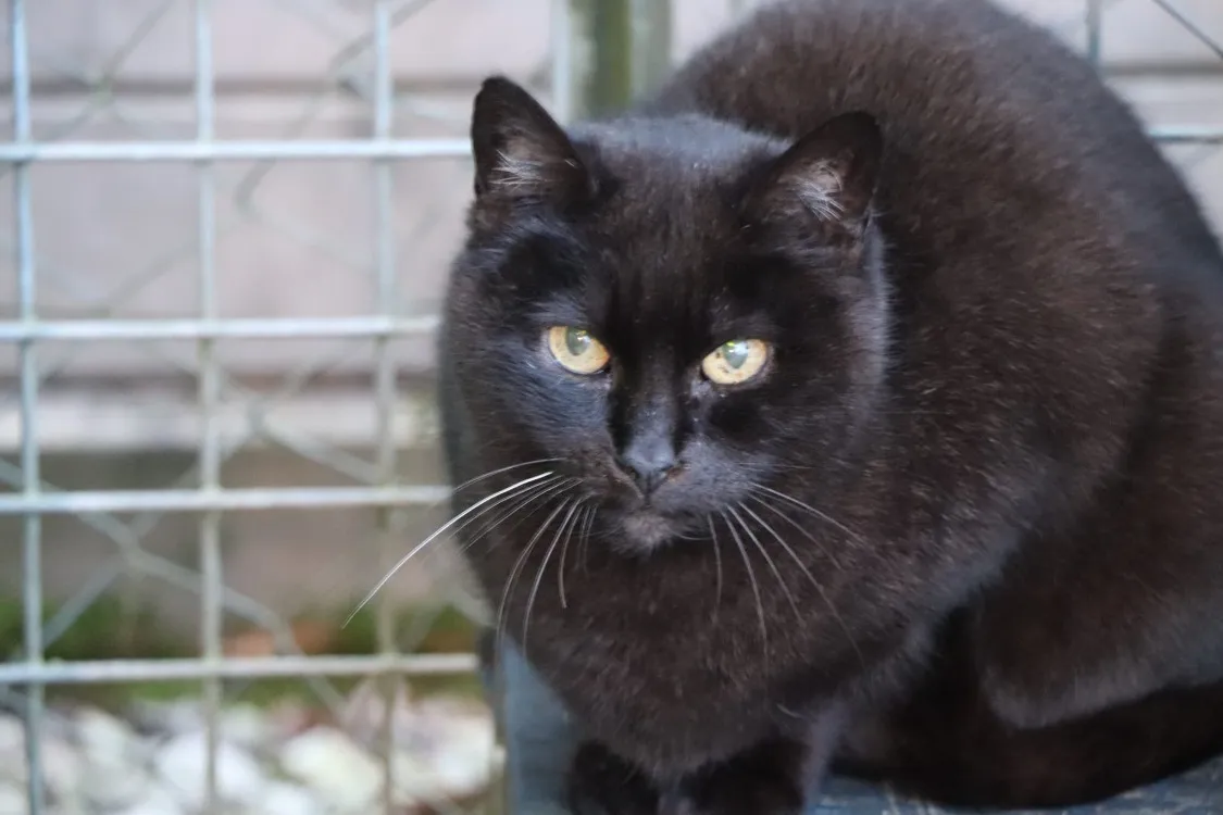 À l'adoption : Caline