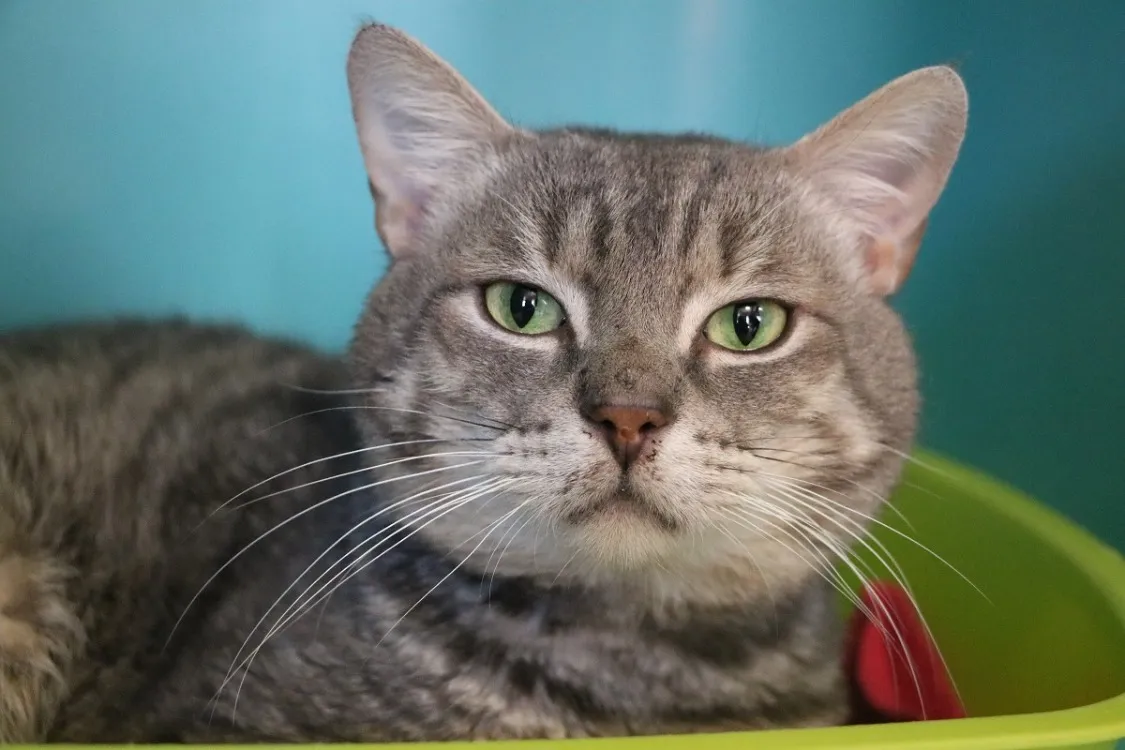 À l'adoption : Grisou Hab 17363