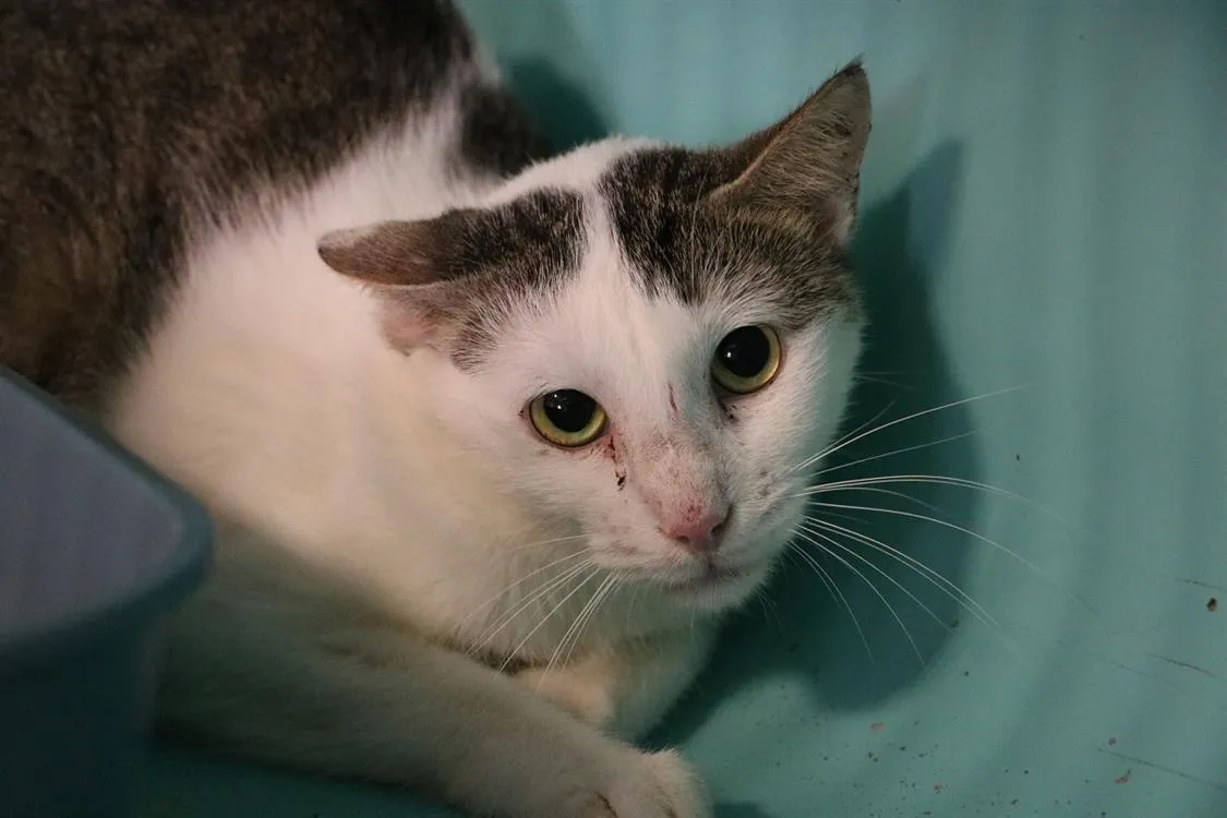 À l'adoption : Tio  Hab17258