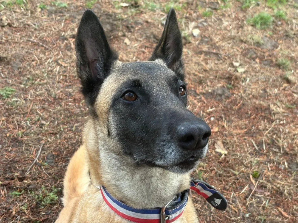 À l'adoption : Rita