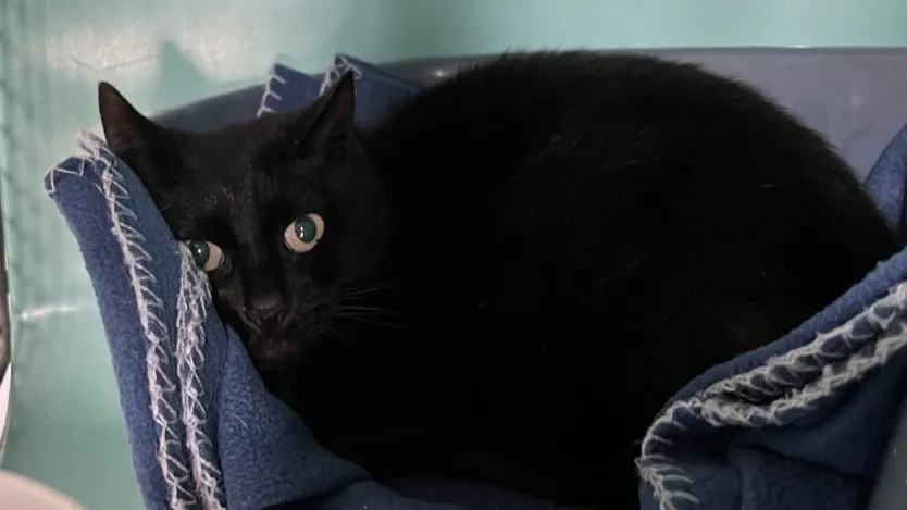 À l'adoption : Jaguar