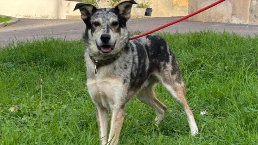 À l'adoption : Sirius