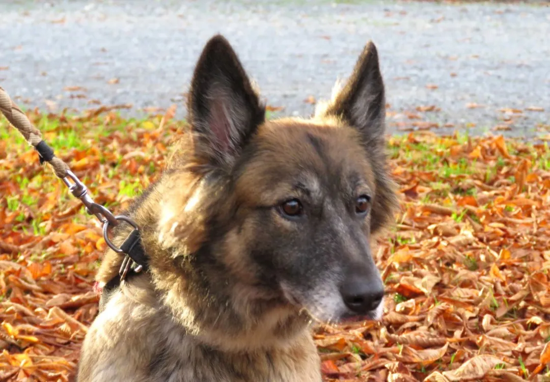 À l'adoption : Luna