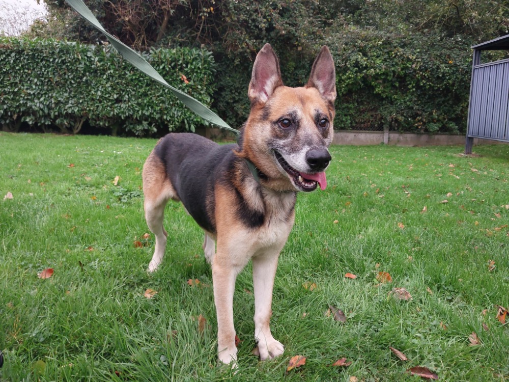 Spa Beaune Chien Adopter