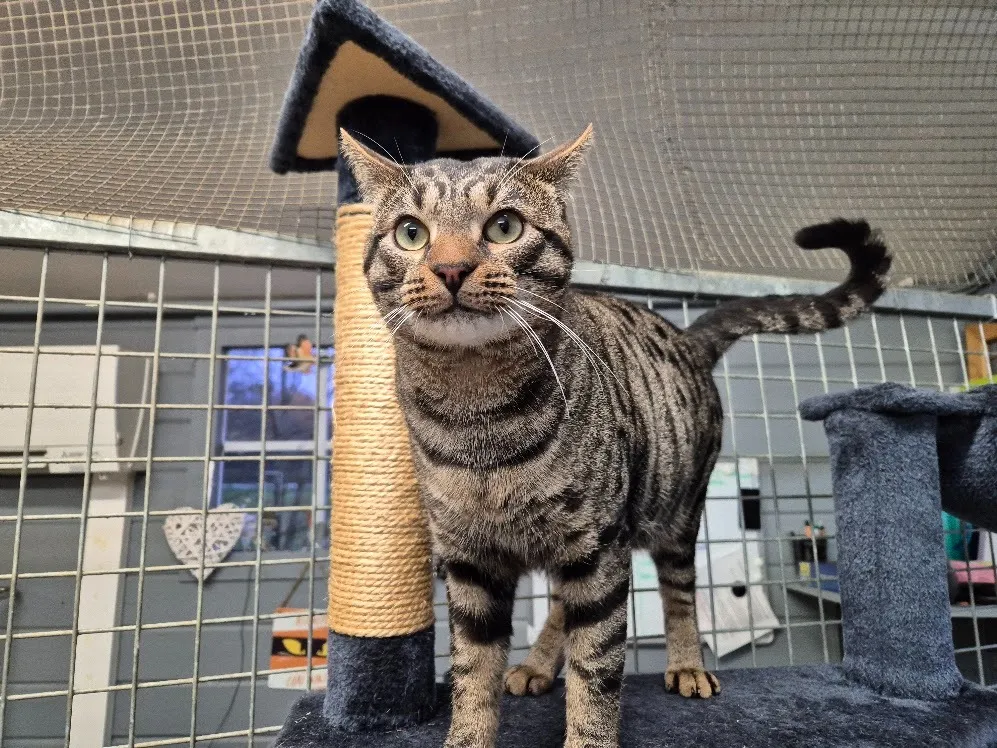 À l'adoption : Sonic