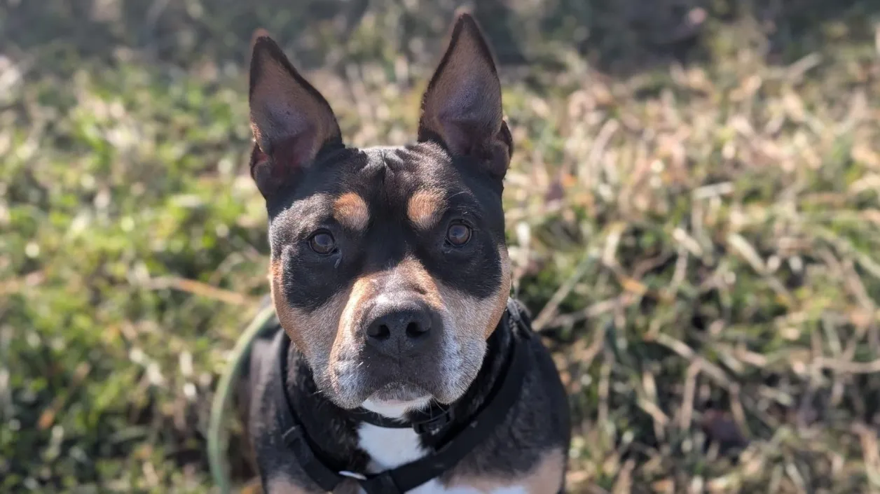 À l'adoption : Methane Vaa