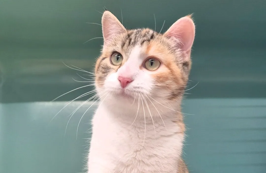 À l'adoption : Malisse