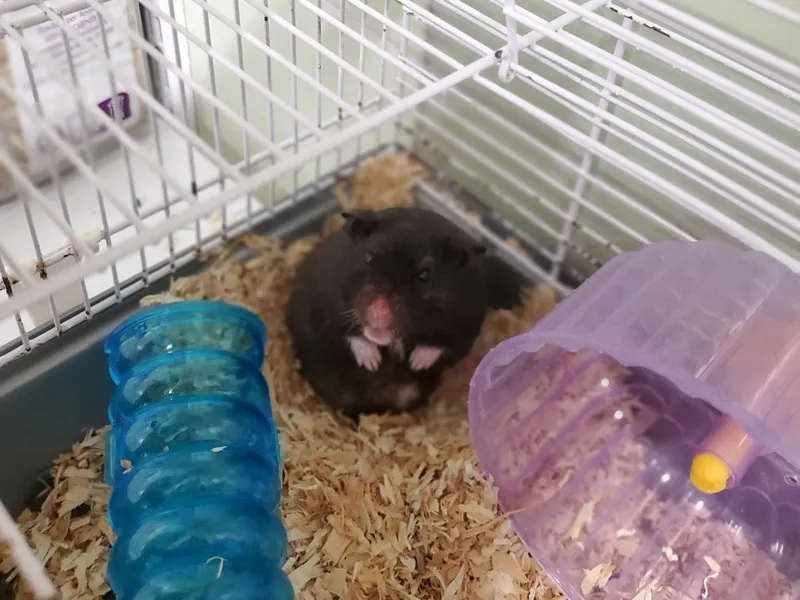 À l'adoption : Facette