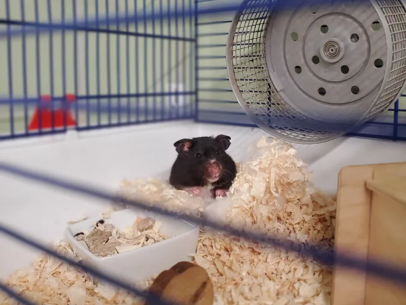 À l'adoption : Disco