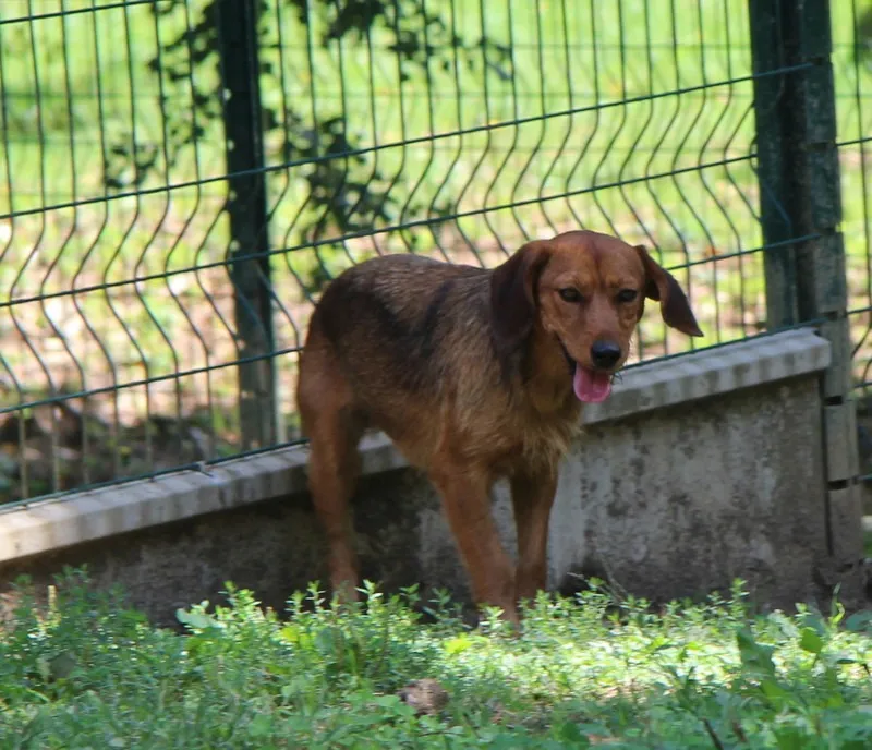 À l'adoption : Zalie