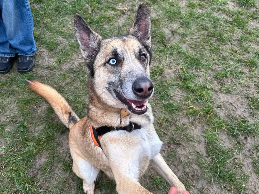 À l'adoption : Ryho Paa23096