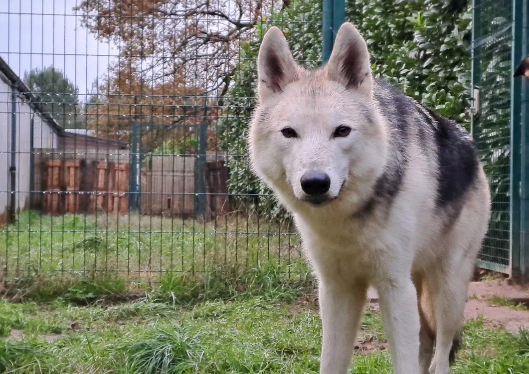 À l'adoption : Ottawa