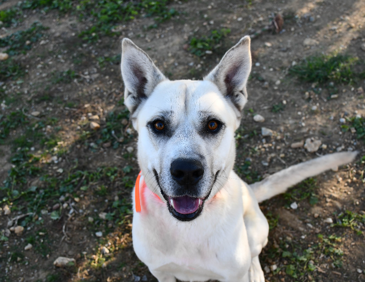 À l'adoption : Thor