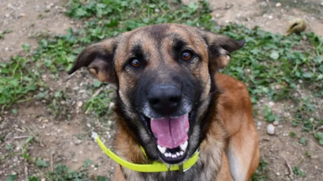 À l'adoption : Rocky