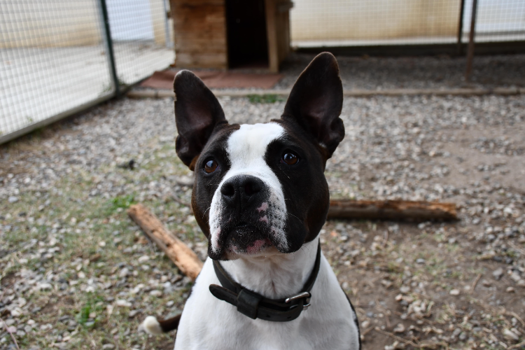 À l'adoption : Scarla