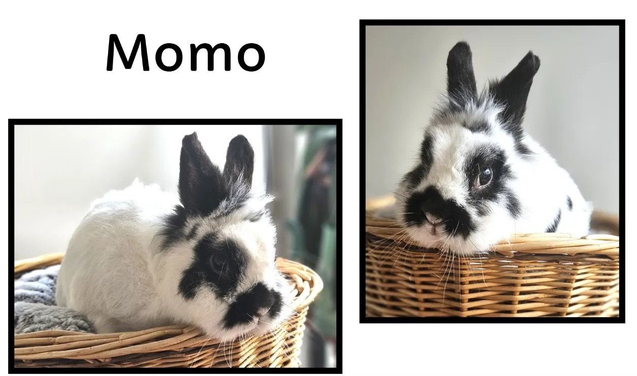 À l'adoption : Momo