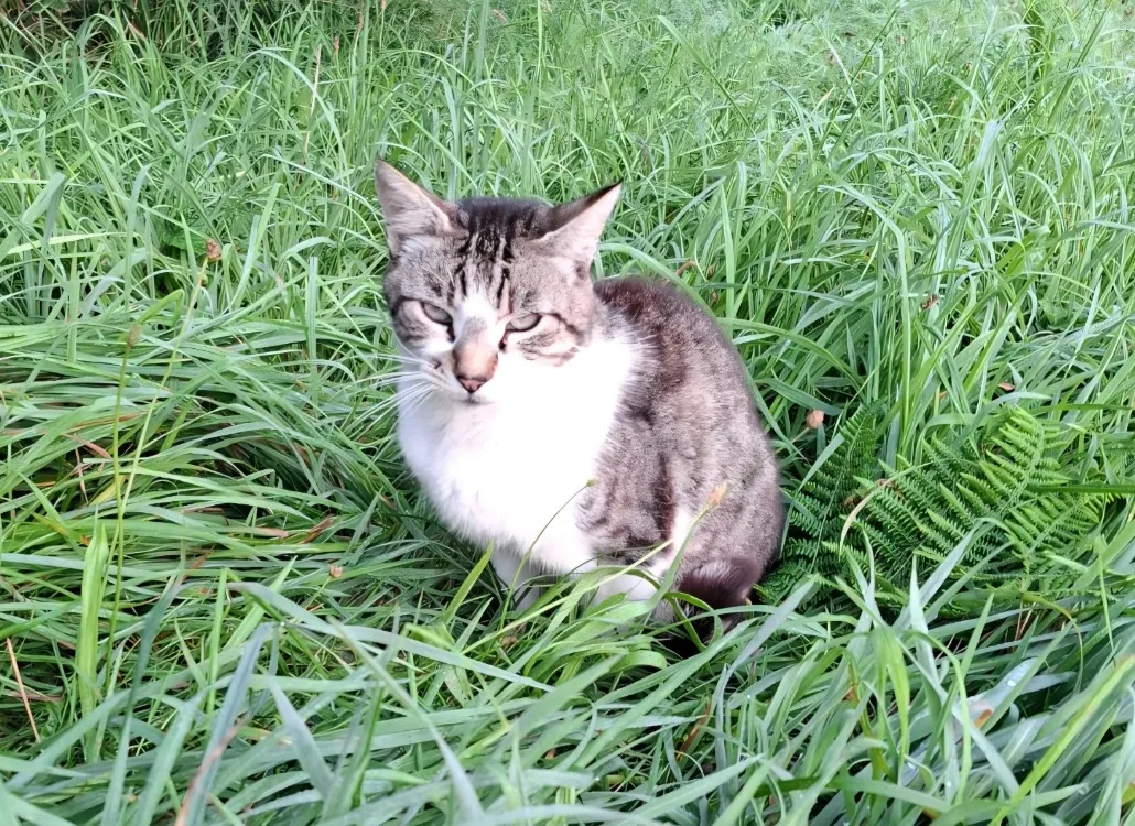 À l'adoption : Hadès