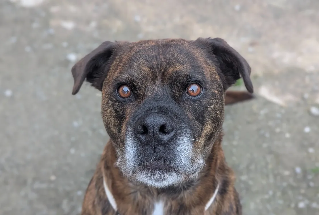 À l'adoption : Olaf