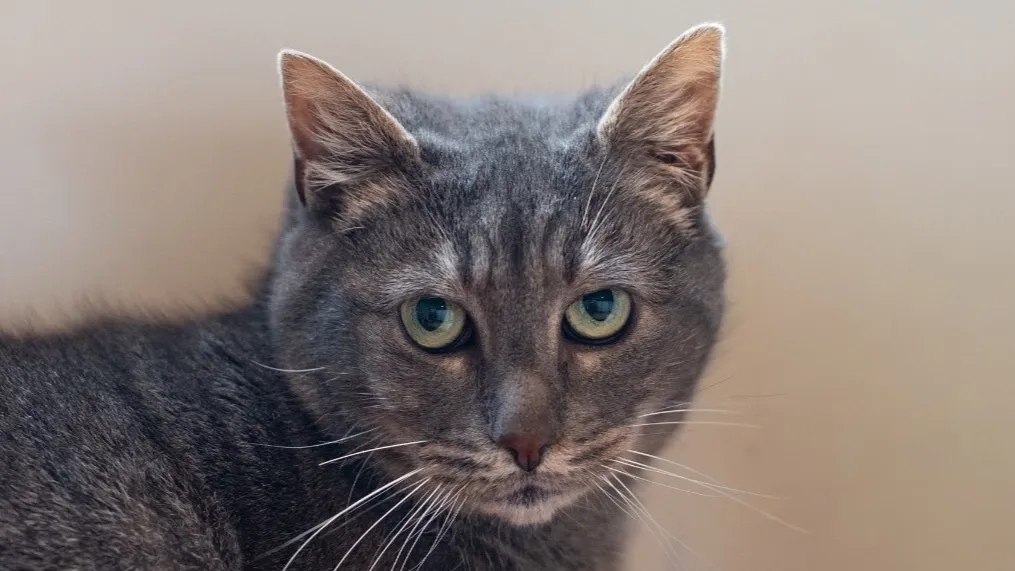 À l'adoption : Patate