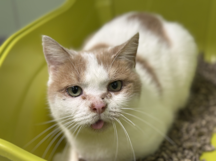 À l'adoption : Choupi