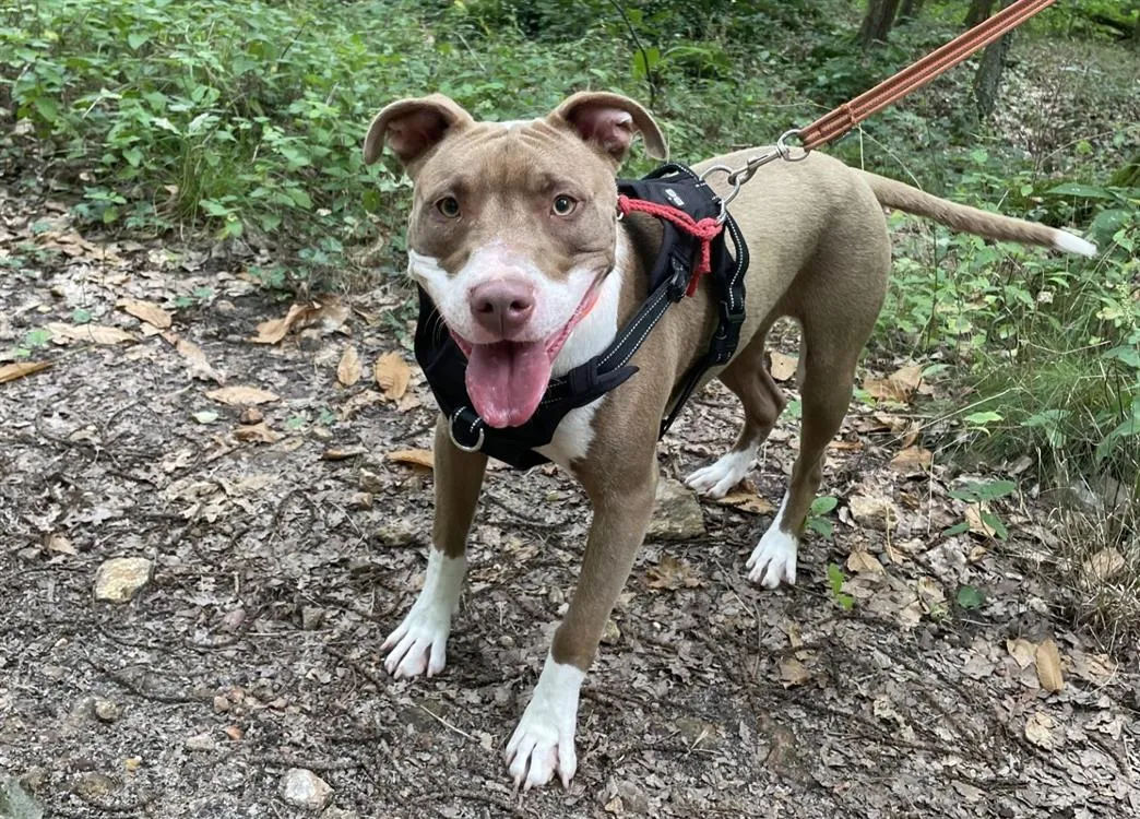 À l'adoption : Ana Haa24657