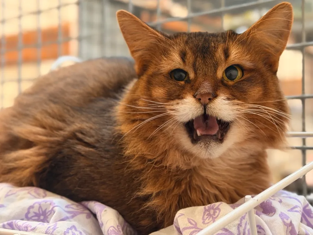 À l'adoption : Zampa