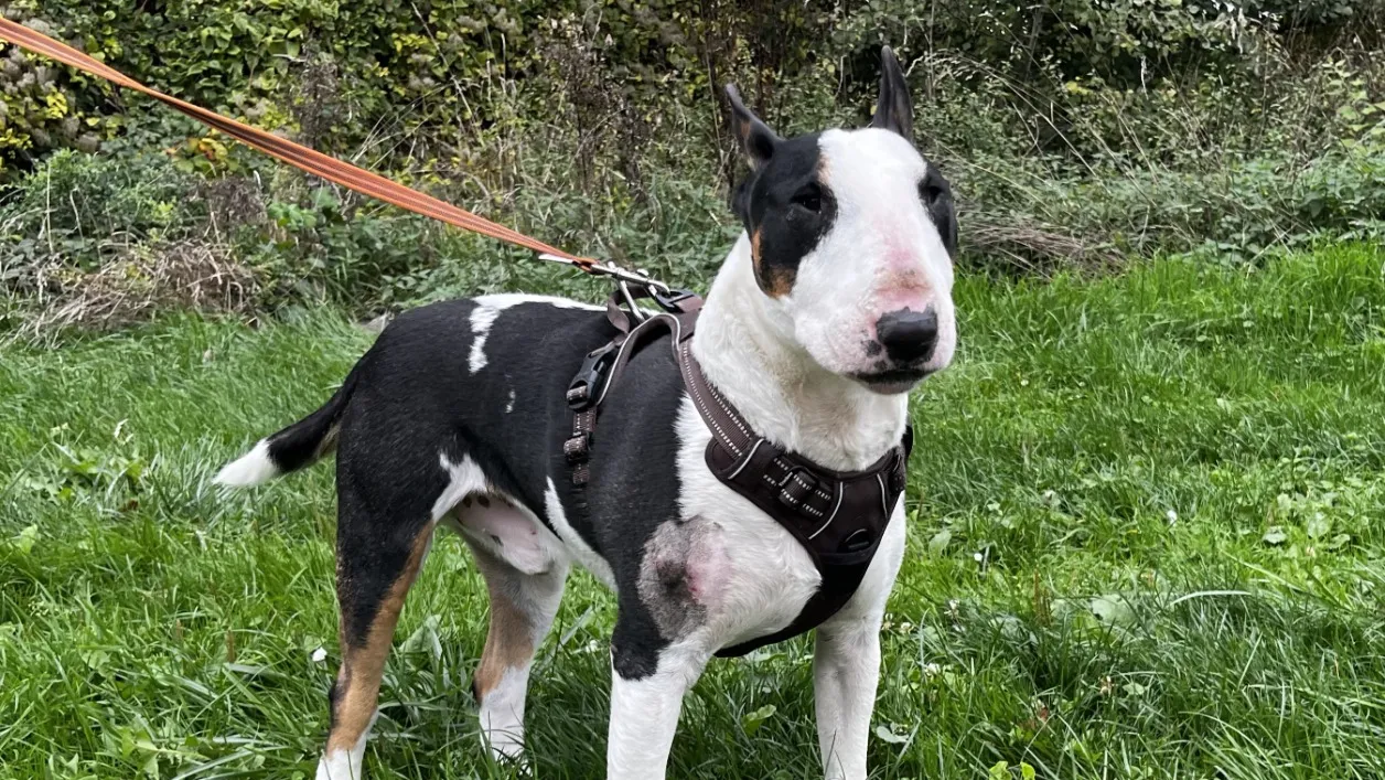 À l'adoption : Pitt Vaa