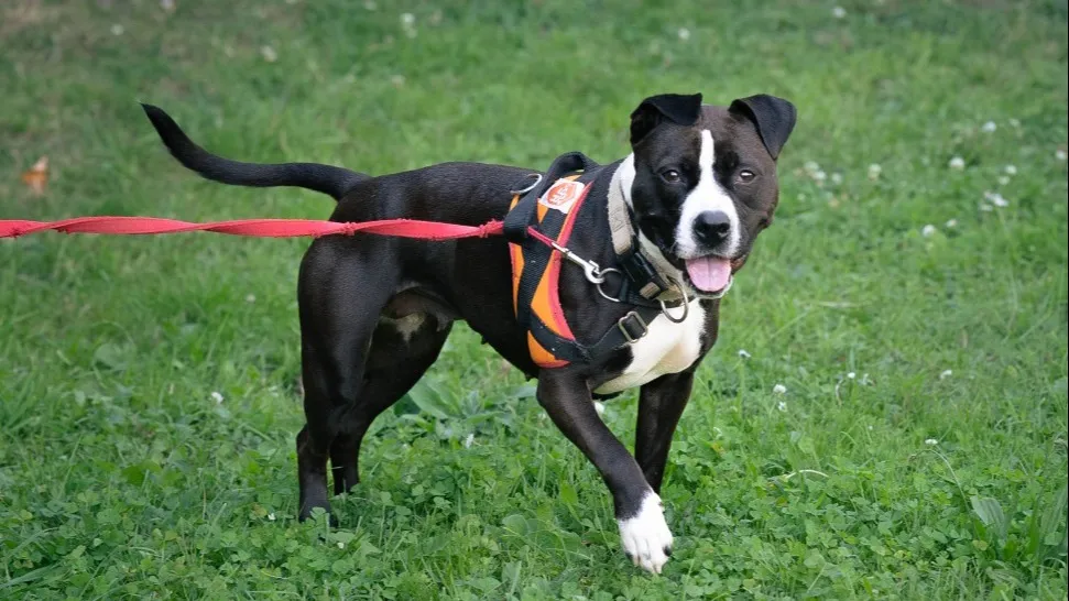 À l'adoption : Artemis