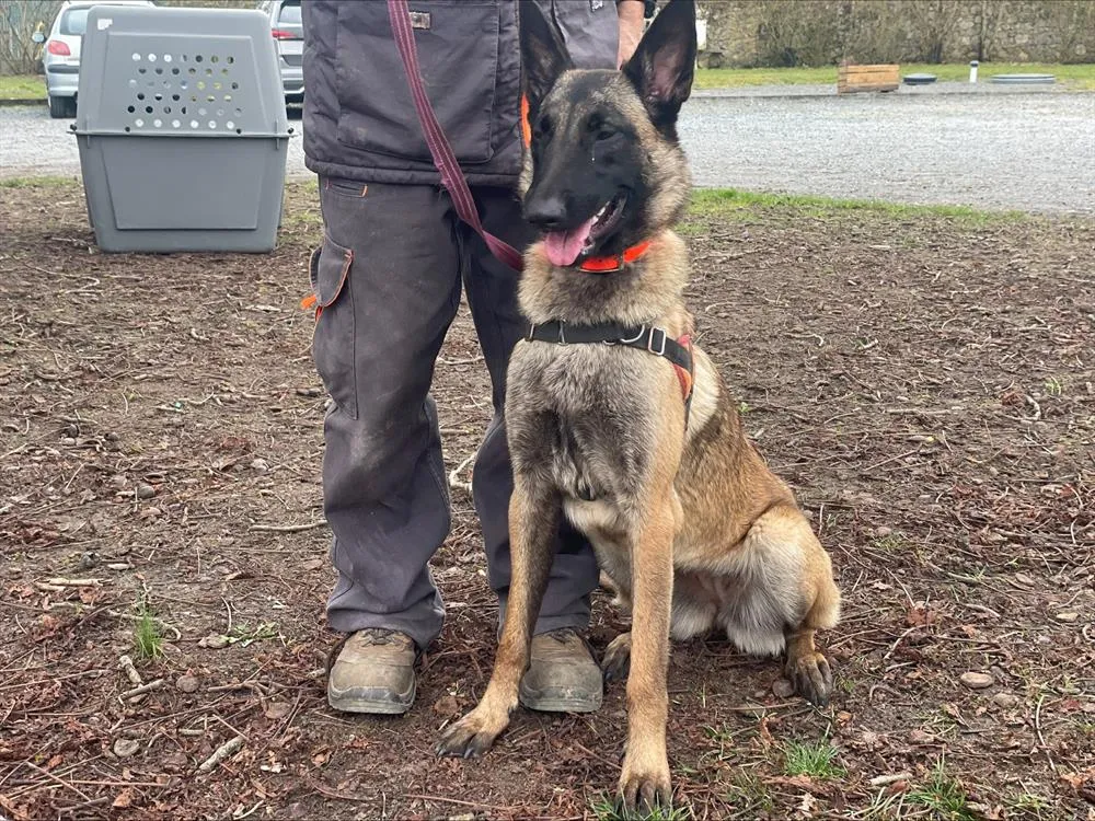 À l'adoption : Venus