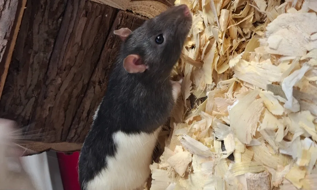 À l'adoption : Orange