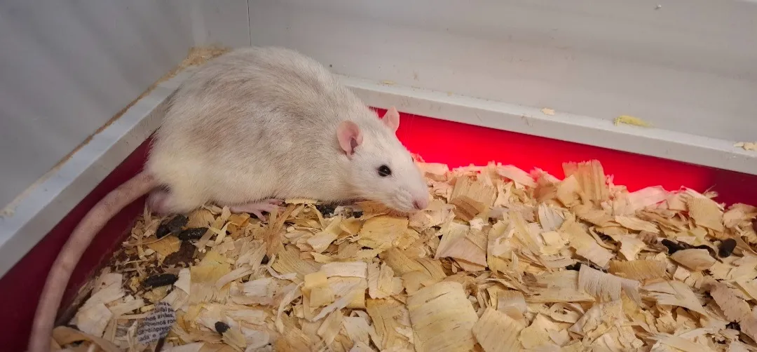 À l'adoption : Prune