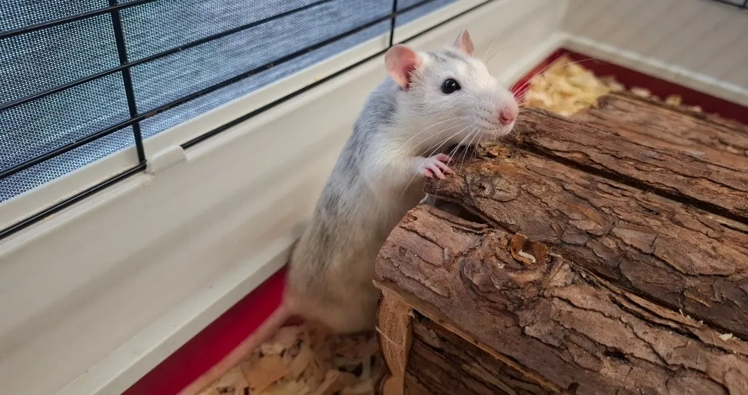 À l'adoption : Peche