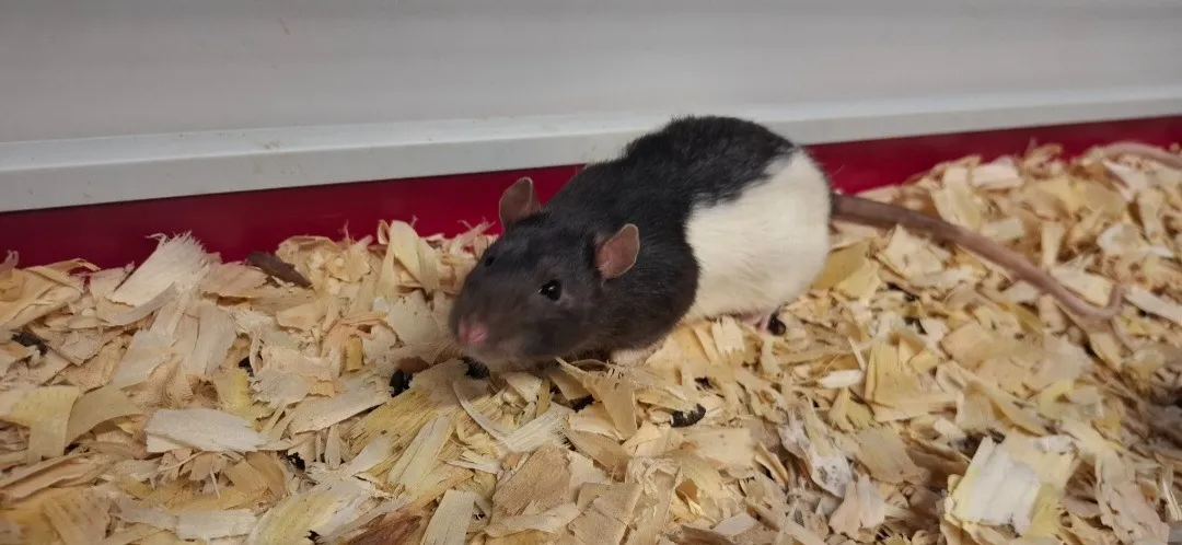 À l'adoption : Abricot