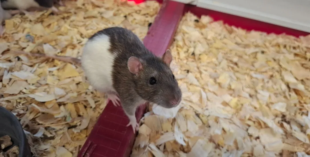 À l'adoption : Mangue