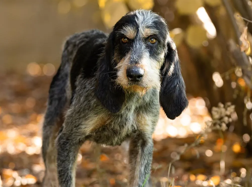 À l'adoption : Igor