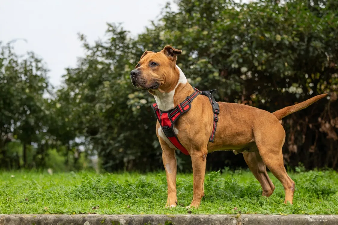 À l'adoption : Rafale