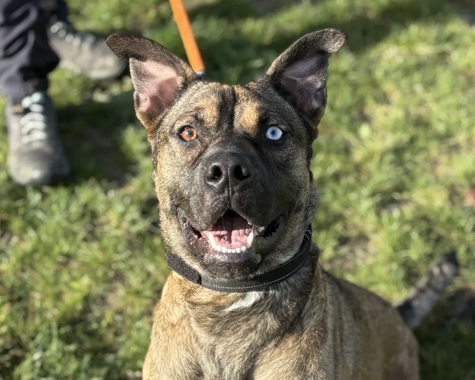 À l'adoption : Rocky