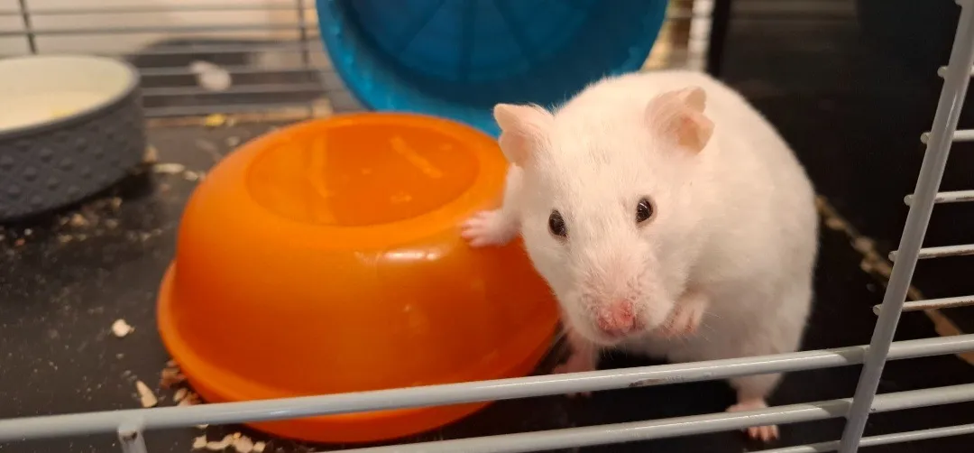 À l'adoption : Lili