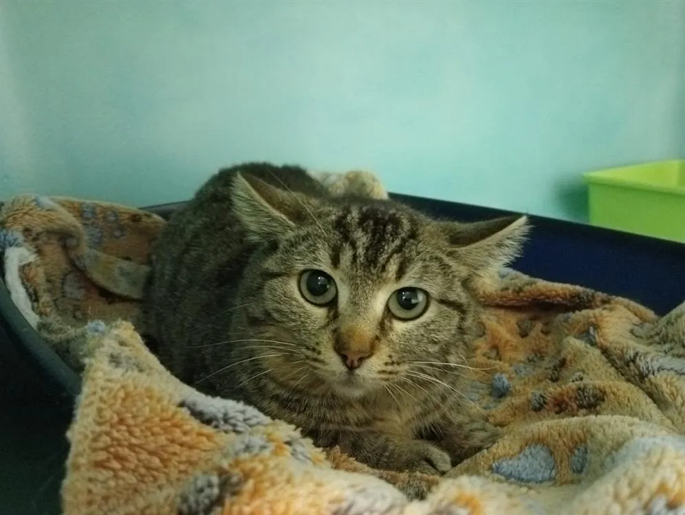 À l'adoption : Jenga Qct