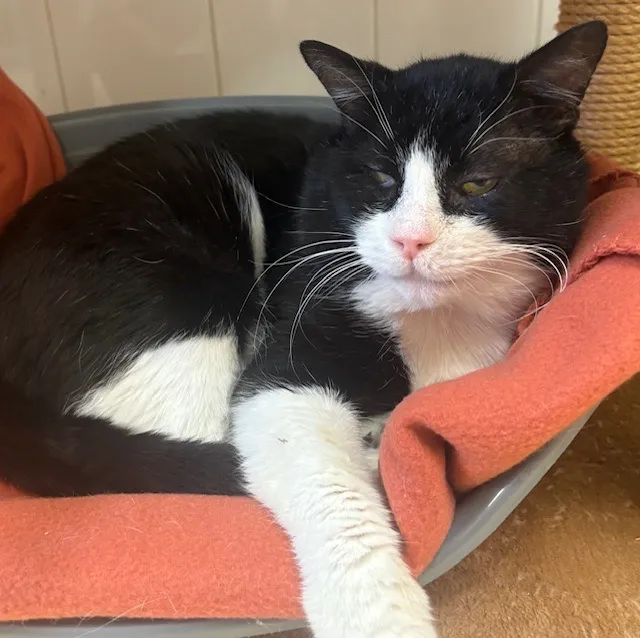 À l'adoption : Septeal Pab28210