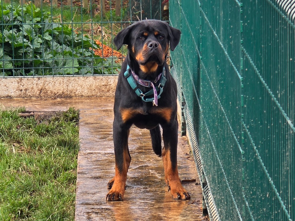 Spca Rottweiler Adopter un Rottweiler - LA SPA